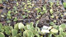 Vinca damping off